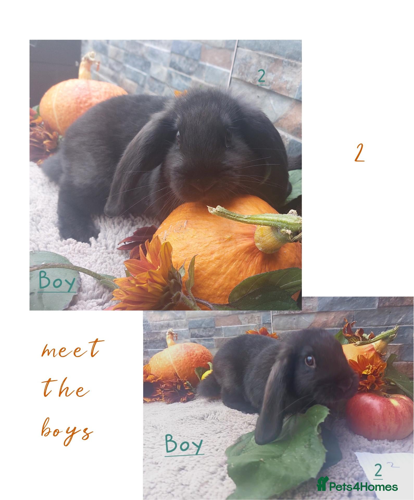 Continental Giant rabbits 🍂🍁 continental/harlequin 🍁🍂 - Advert 3