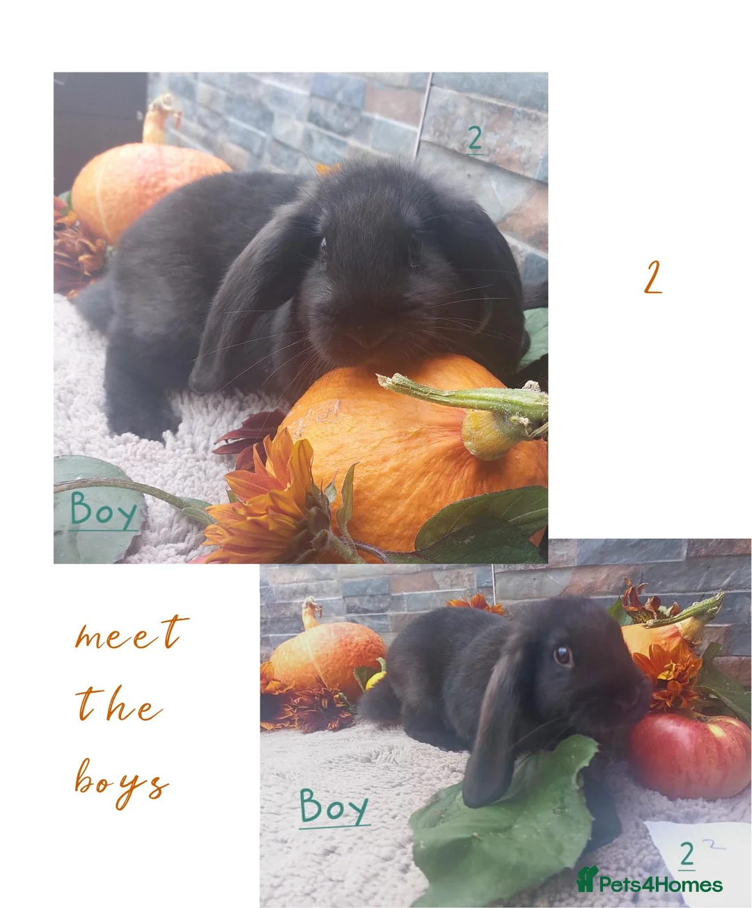 Continental Giant rabbits for sale: 🍂🍁 continental/harlequin 🍁🍂 - Advert 1