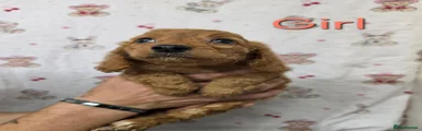 Cockapoo 4