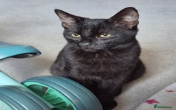 Mixed Breed cats for sale: Male kitten 6 months old  - Image 1
