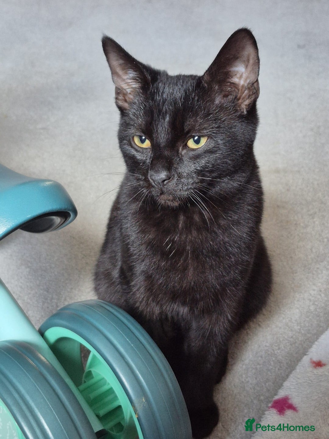 Mixed Breed cats for sale: Male kitten 6 months old  - Image 1