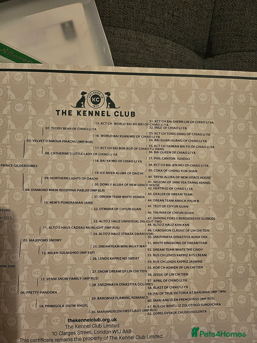 Pomeranian dogs for stud: BEAUTIFUL KC REG.KOREAN POM.BOY OPEN FOR STUD💙 in Bolton - Advert 10