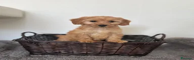 Cockapoo 3