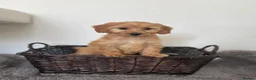 Cockapoo dogs for sale: Gorgeous Miniature Cockapoo Girls  in Manchester - Advert 4