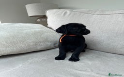 Mixed Breed dogs for sale: 🐾 🧸 *Ready Saturday* Beautiful Doodles 💕🐾 - Image 21