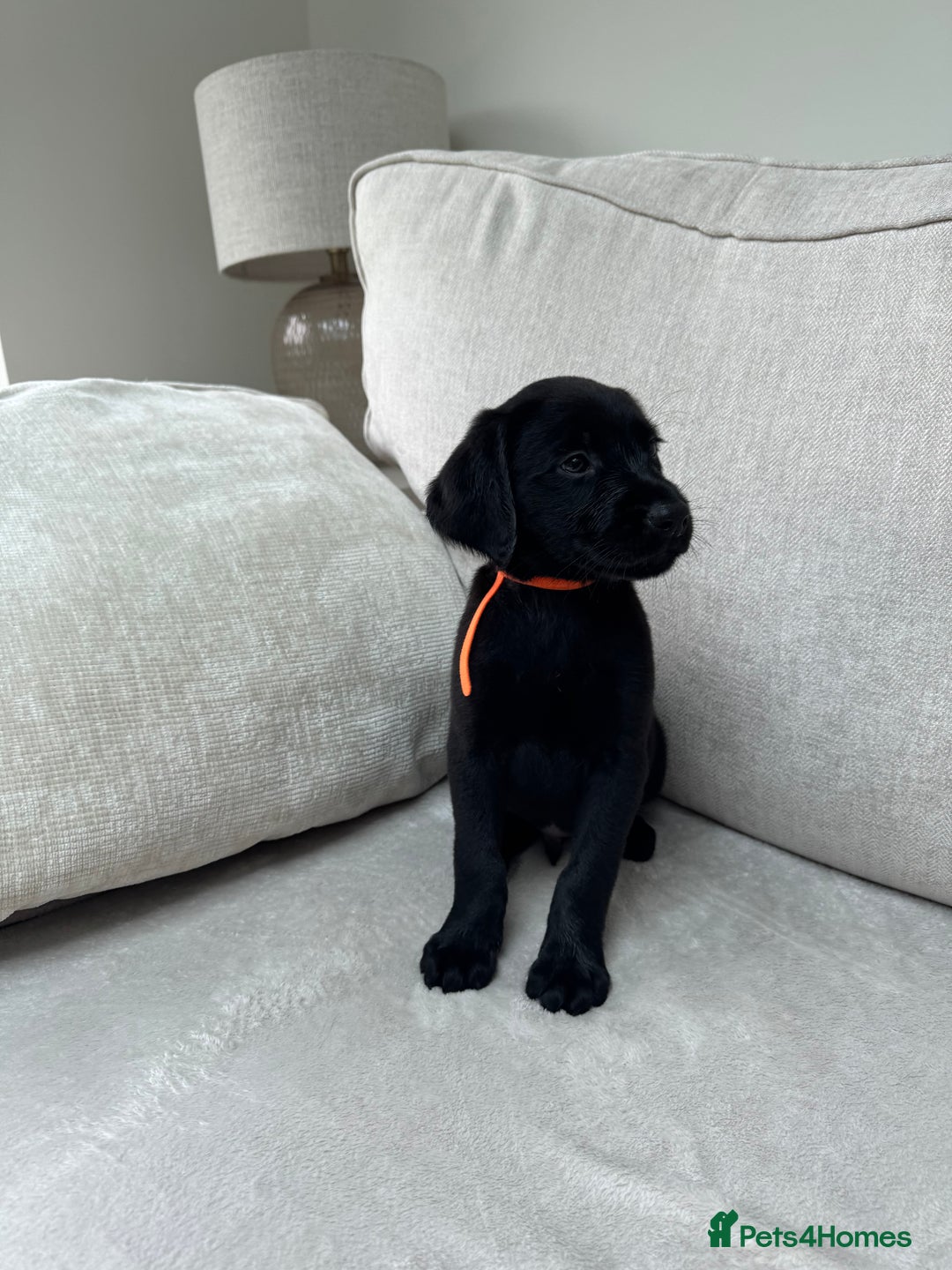 Mixed Breed dogs for sale: 🐾 🧸 *Ready Saturday* Beautiful Doodles 💕🐾 - Image 21