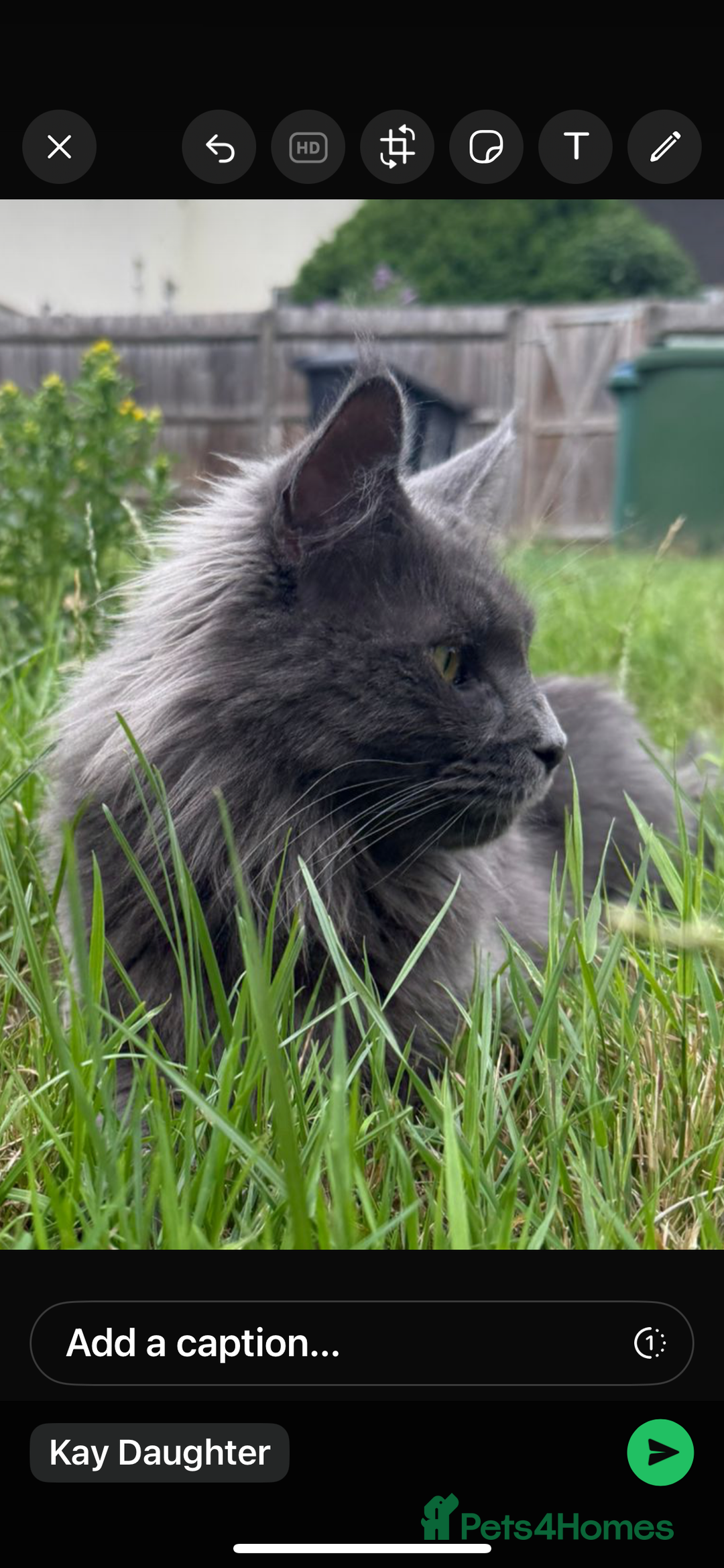 Maine Coon cats for sale: Blue Maine coon girl - Image 1