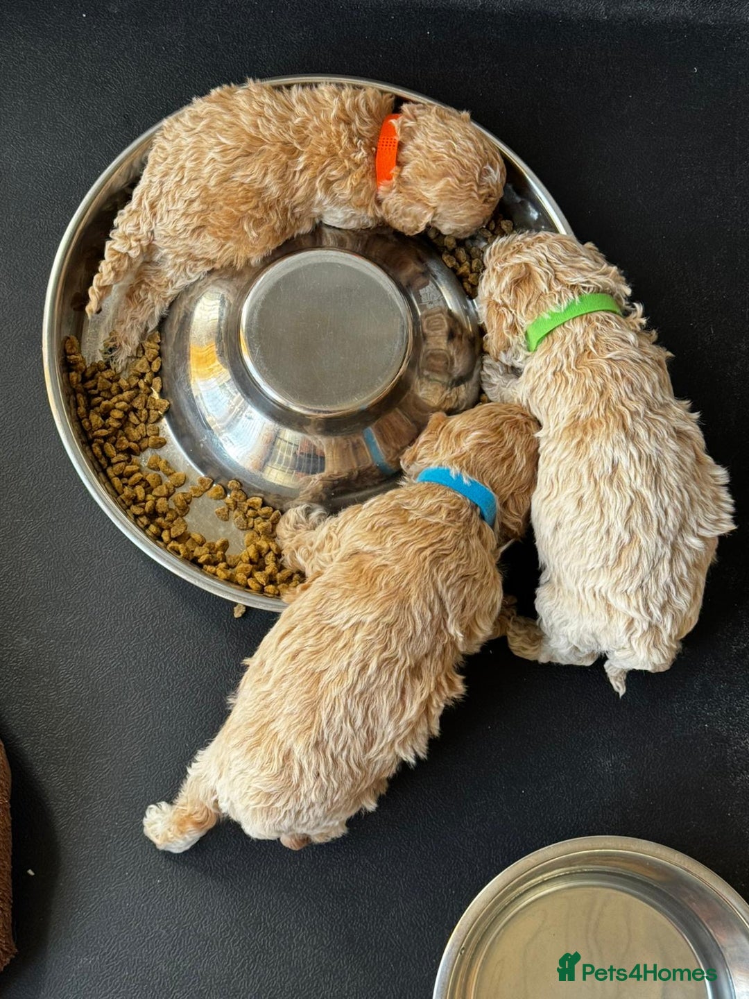 Poochon dogs for sale: Poochon Puppies - Image 7