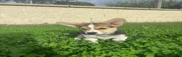 Welsh Corgi Pembroke dogs for sale: 1 Gorgeous KC reg girl DNA health tested parents - Advert 6