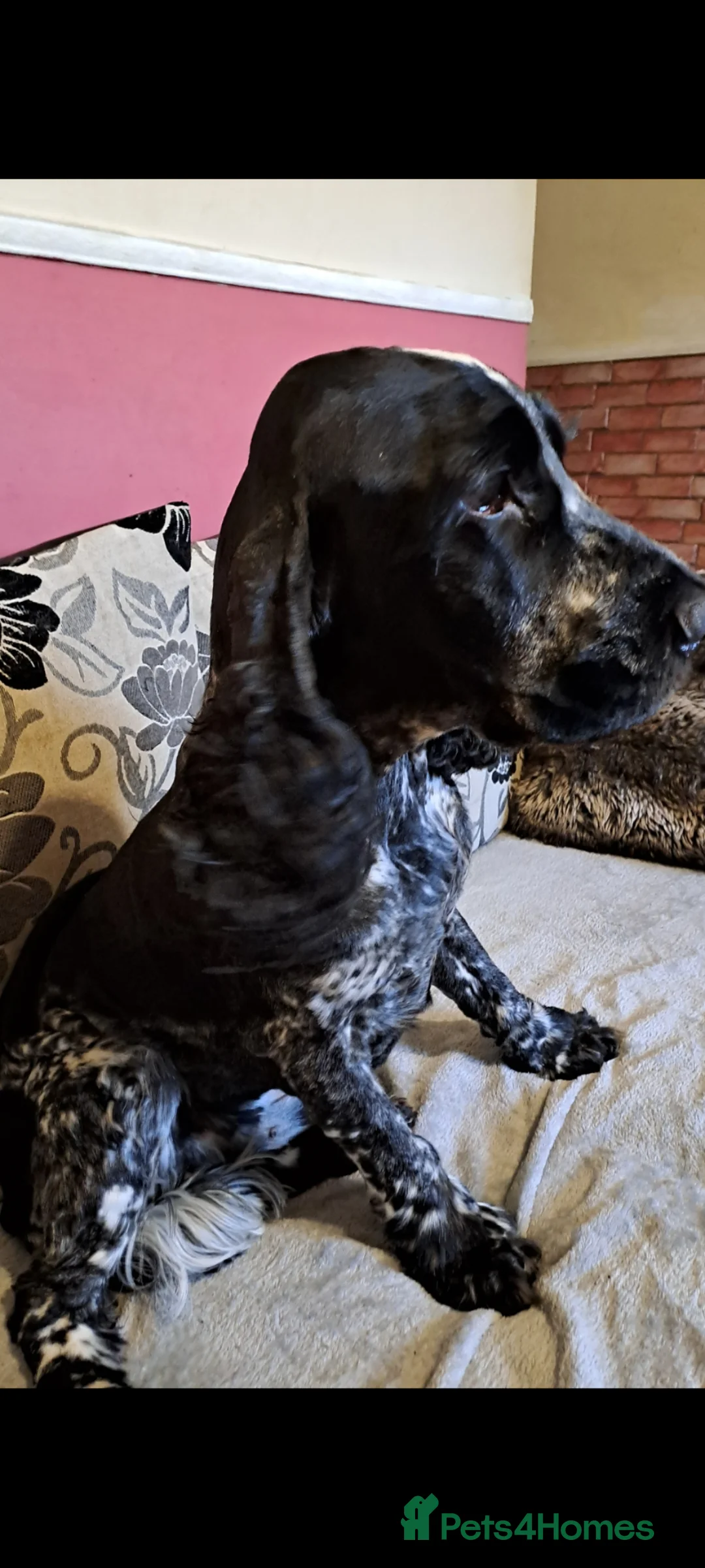 Cocker Spaniel dogs for stud: KC registered stud - Advert 7