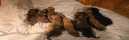 Lurcher dogs for sale: Lurcher puppies in Grange-over-Sands - Advert 4