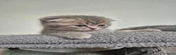 Scottish Fold cats for sale: Scottish Fold Kittens  - Advert 8