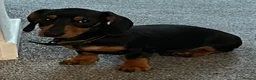 Miniature Dachshund dogs for sale: Loving beautiful miniature Dachshund for sale - Advert 2