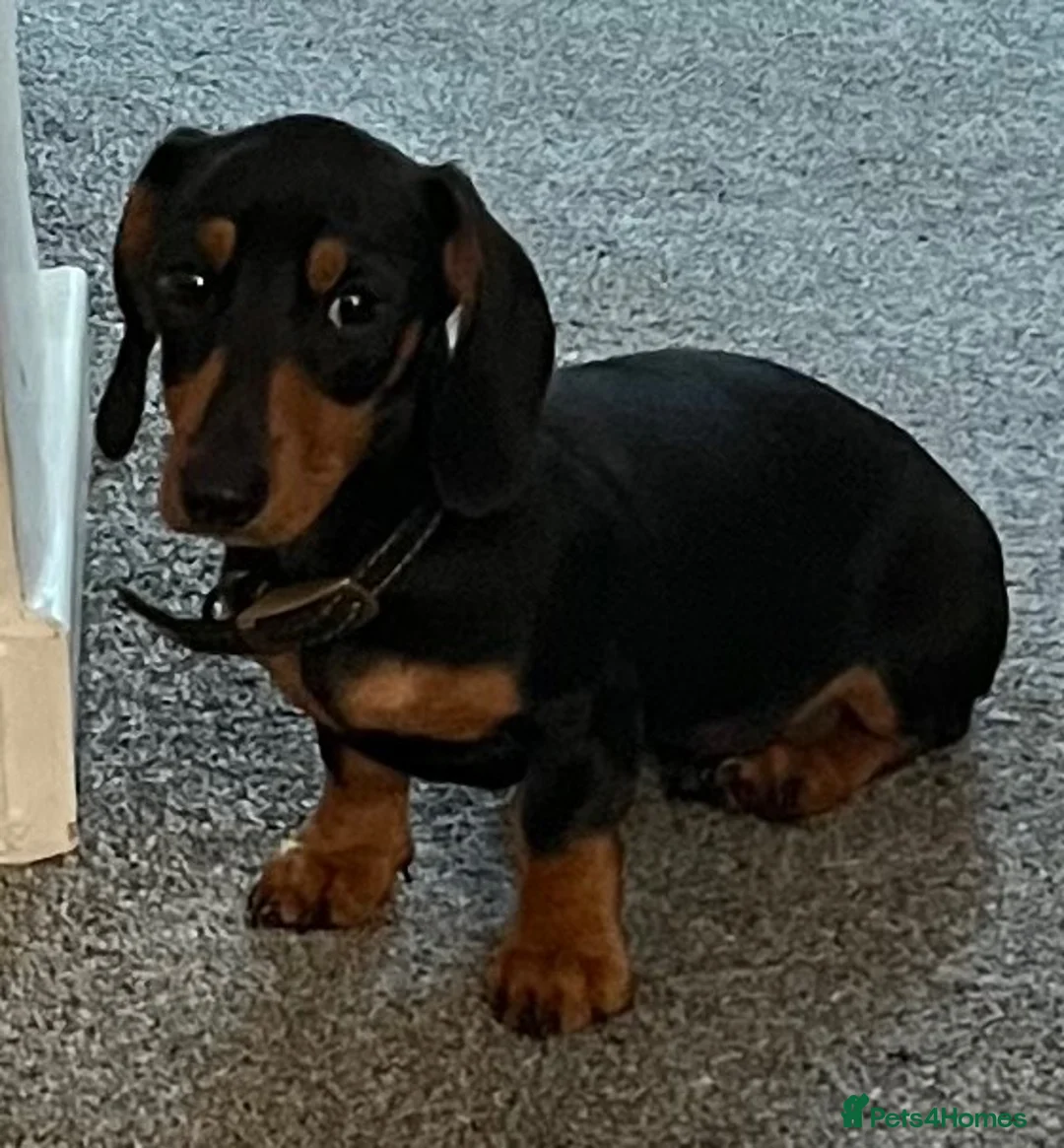 Miniature Dachshund dogs for sale: Loving beautiful miniature Dachshund for sale - Advert 2