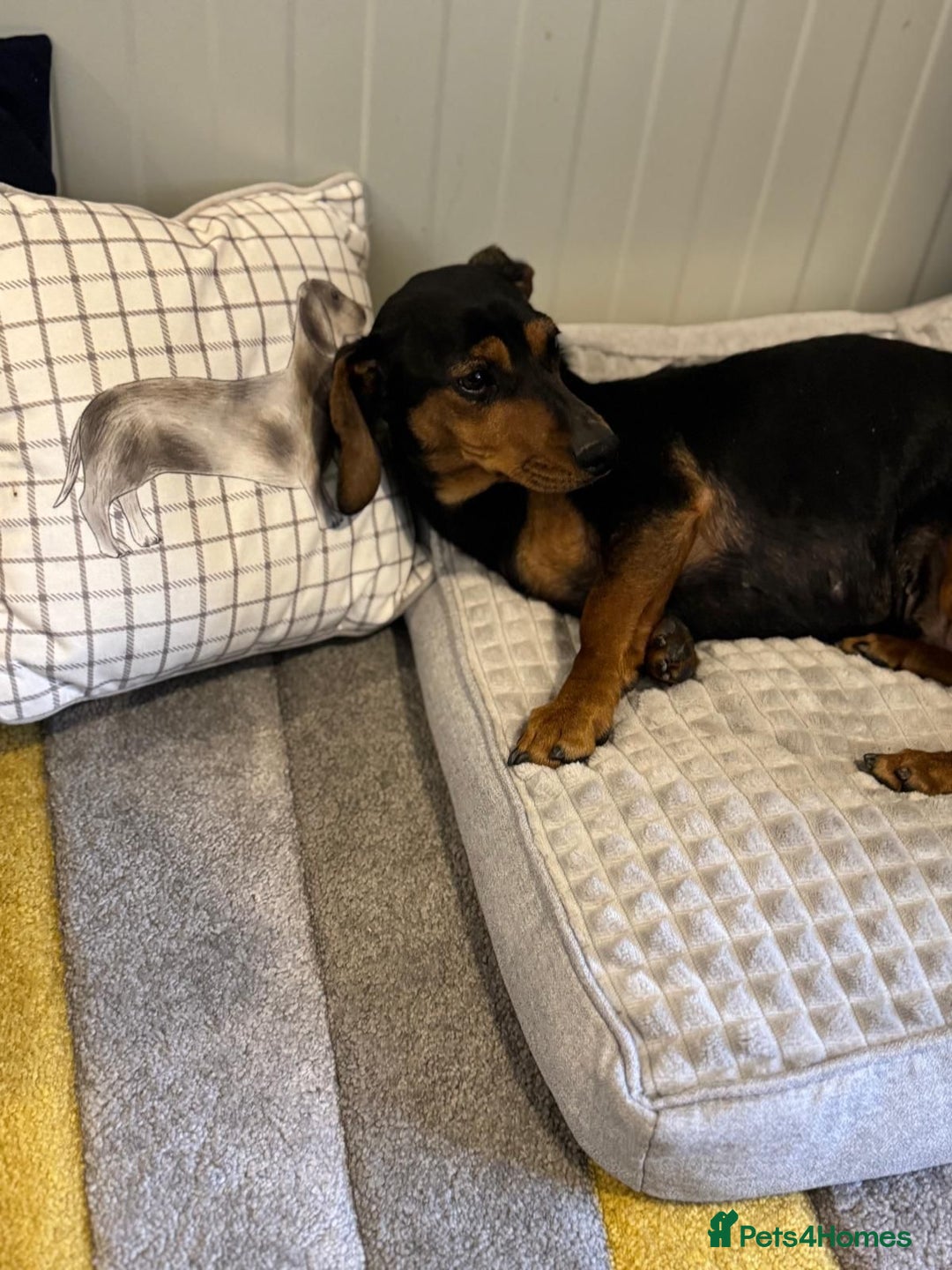 Mixed Breed dogs for adoption: Beautiful Mira needs a home - Advert 5