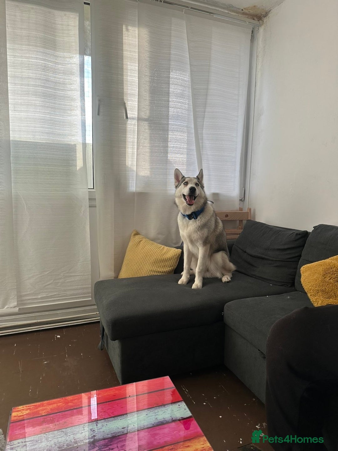 Siberian Husky dogs for sale: Ocean - Advert 3