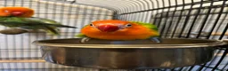 Lovebirds birds for sale: 2 lovebird pairs and cage for sale. in Brierley Hill - Advert 20