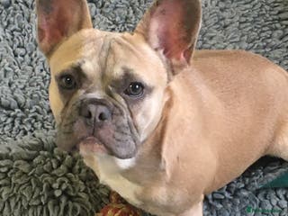 French Bulldog dogs Very sad re homing due to my health - Advert 3