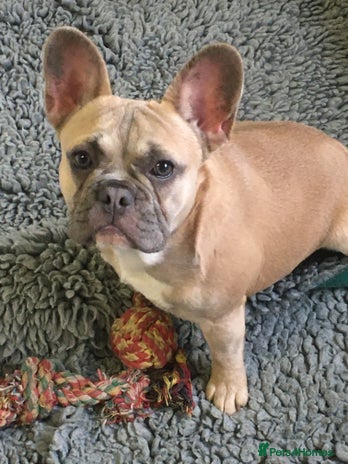 French Bulldog dogs - Advert 3