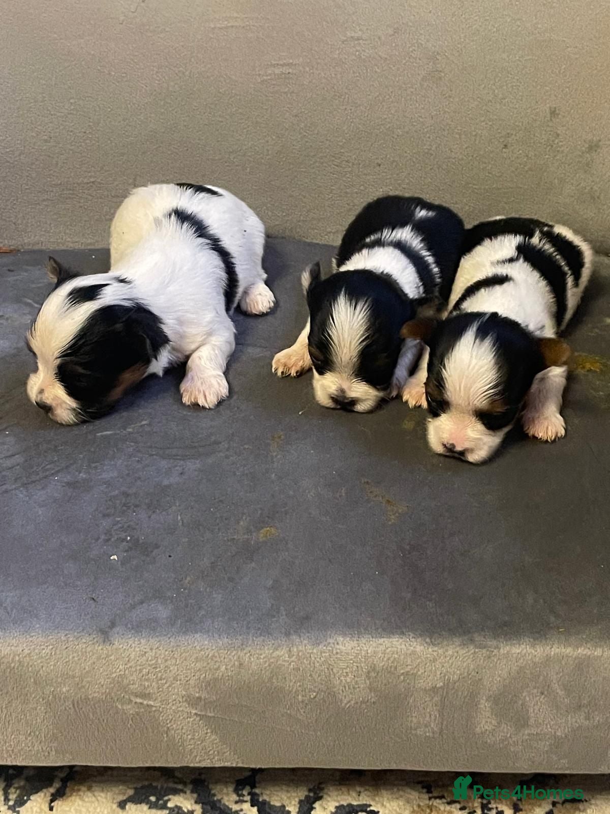 Biewer Terrier dogs Pure Miniature Biewer Terrier Puppies - Advert 2