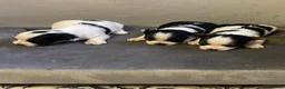 Biewer Terrier dogs for sale: Pure Miniature Biewer Terrier Puppies - Advert 4