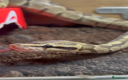 Python Snake reptiles for sale: Ball Python/ Royal Python  - Image 4