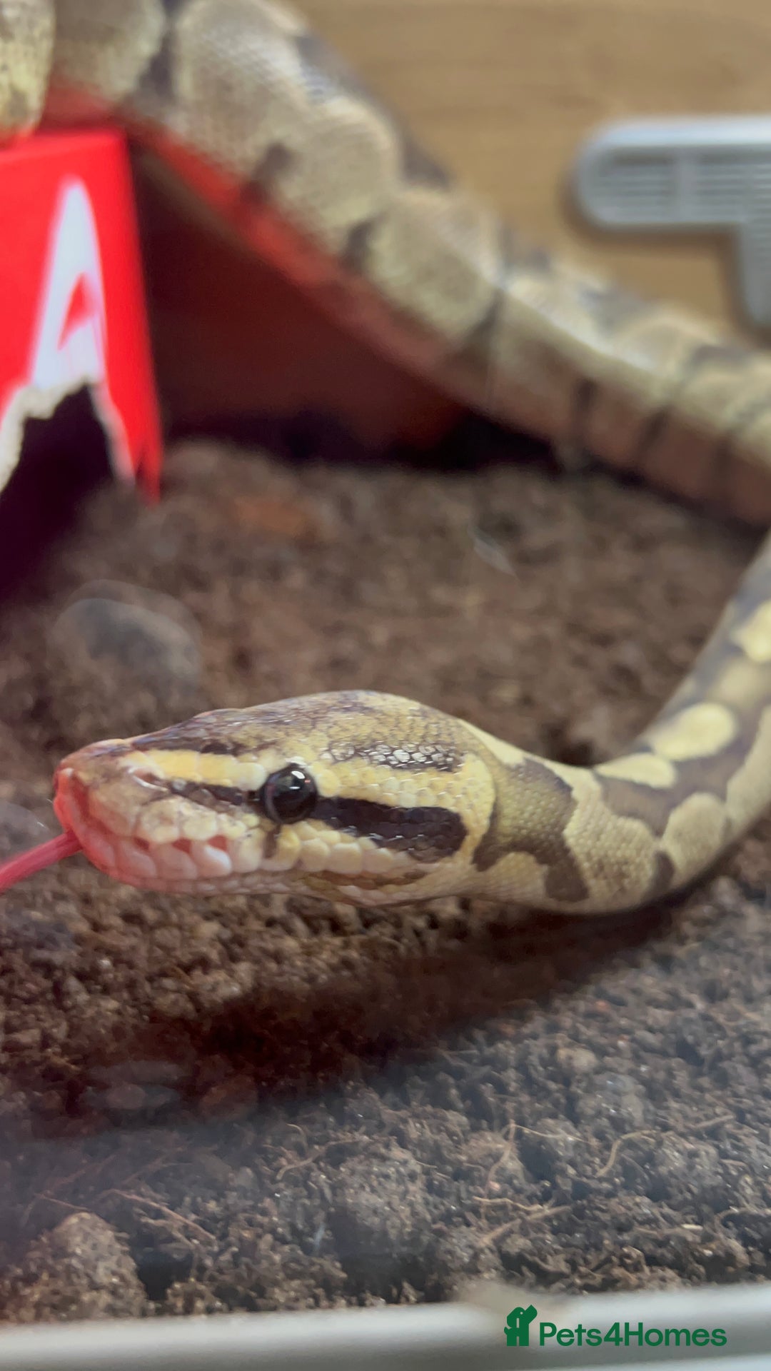 Python Snake reptiles for sale: Ball Python/ Royal Python  - Image 4