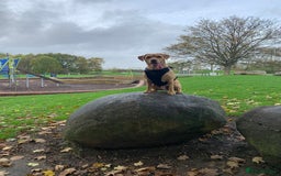 Labrador Retriever dogs for sale: My boy Lenny  - Image 14