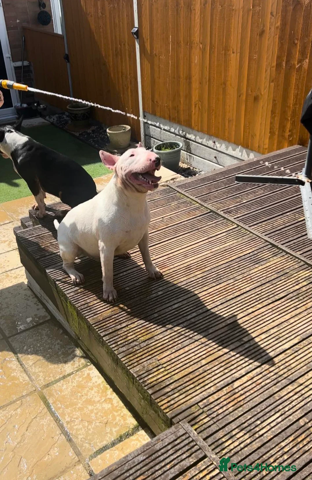 English Bull Terrier dogs for stud: Proven Quality Stud KC (Crufts qualifier) Dorset in Poole - Advert 5