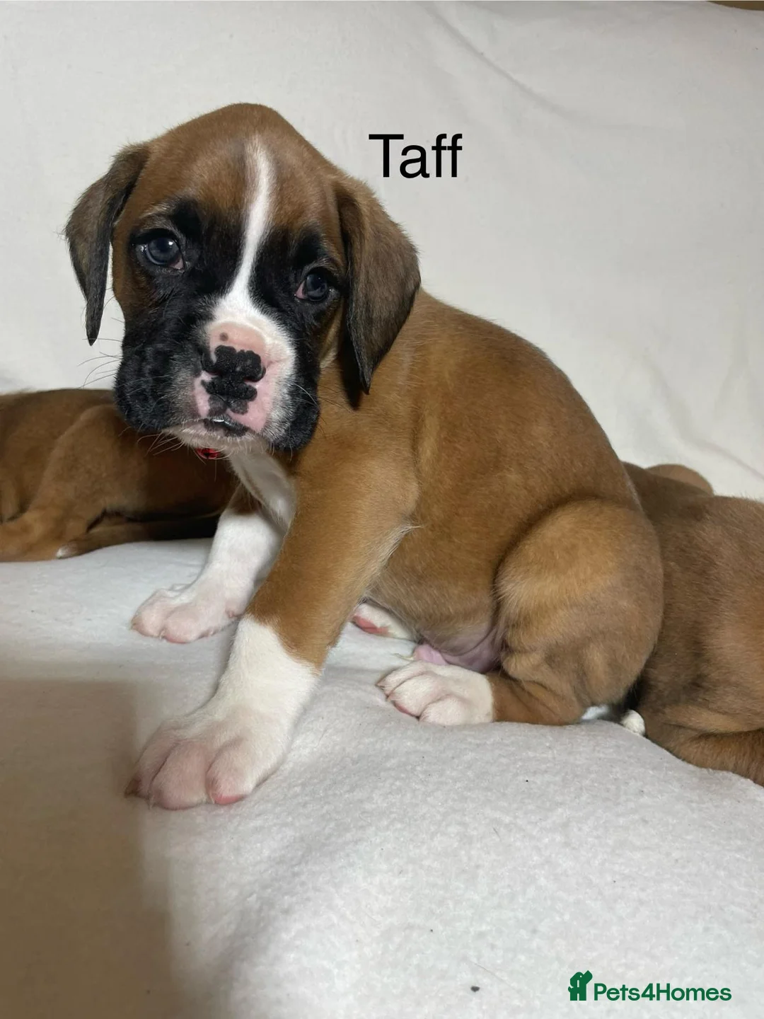 Boxer dogs for sale: Beautifull Boxer Puppies ready 26/03/26 in Ammanford - Advert 2