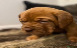 Dogue De Bordeaux dogs for sale: Excellent home bred pups - Advert 9