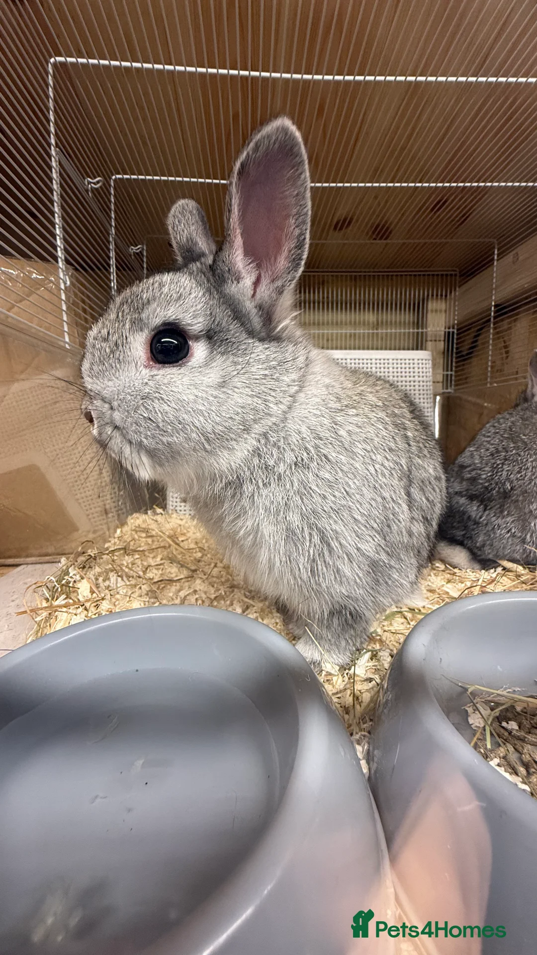 Netherland Dwarf rabbits for sale: 🐰 Chinchilla Netherland Dwarf Baby Boy - Advert 3