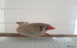 Finches birds for sale: 6 Show Quality Zebra Finches for Sale  - Image 4