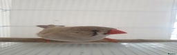 Finches birds for sale: 6 Show Quality Zebra Finches for Sale  - Advert 4
