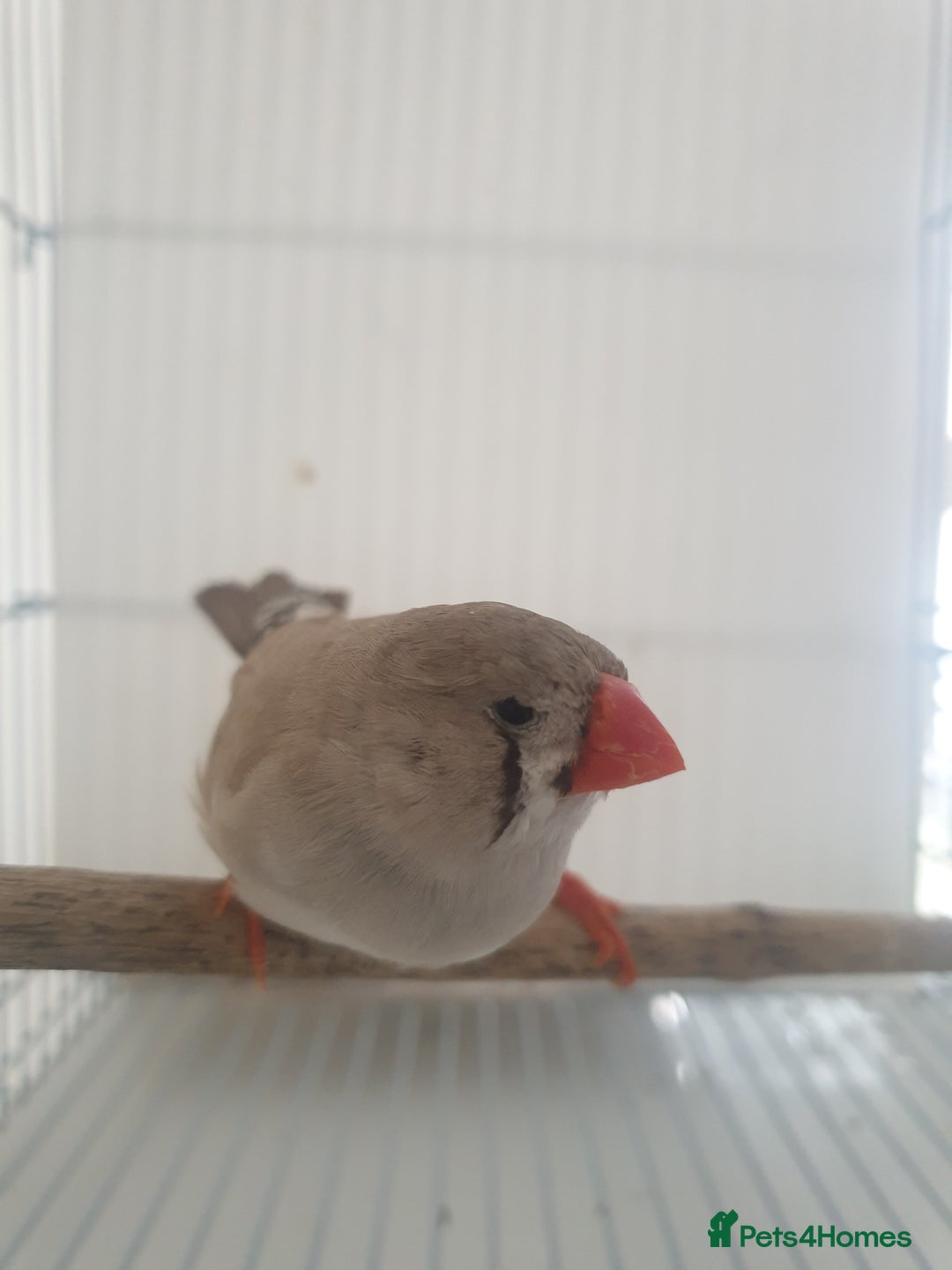 Finches birds for sale: 6 Show Quality Zebra Finches for Sale  - Image 4