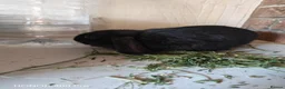 Mini Lop rabbits for sale: PURE BRED MINI LOP - Advert 3