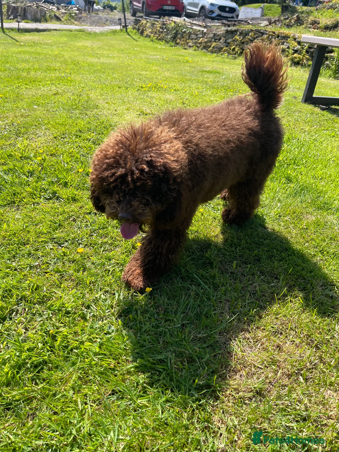 Toy Poodle dogs for stud: Beautiful rich chocolate toy poodle. dna clear.  in Cardiff - Advert 3