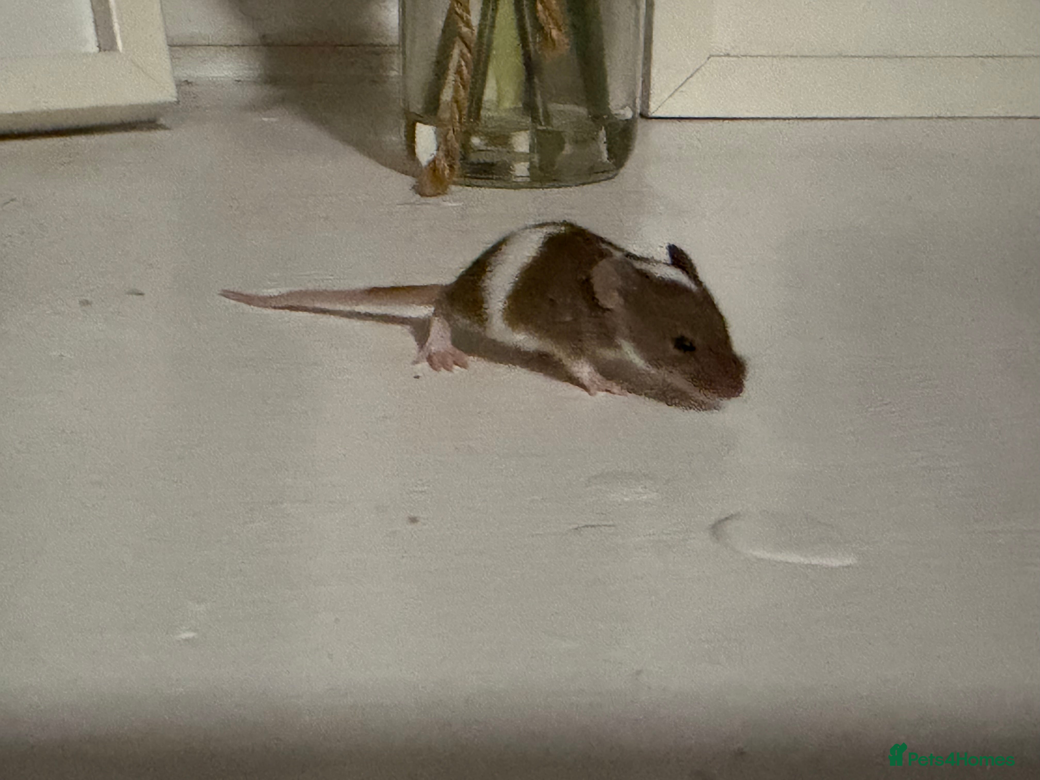 Mouse rodents Baby mice ( not ready ) males remaining - Advert 20