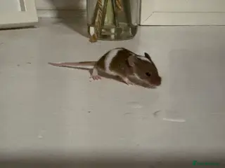 Mouse rodents Baby mice ( not ready ) males remaining - Advert 20