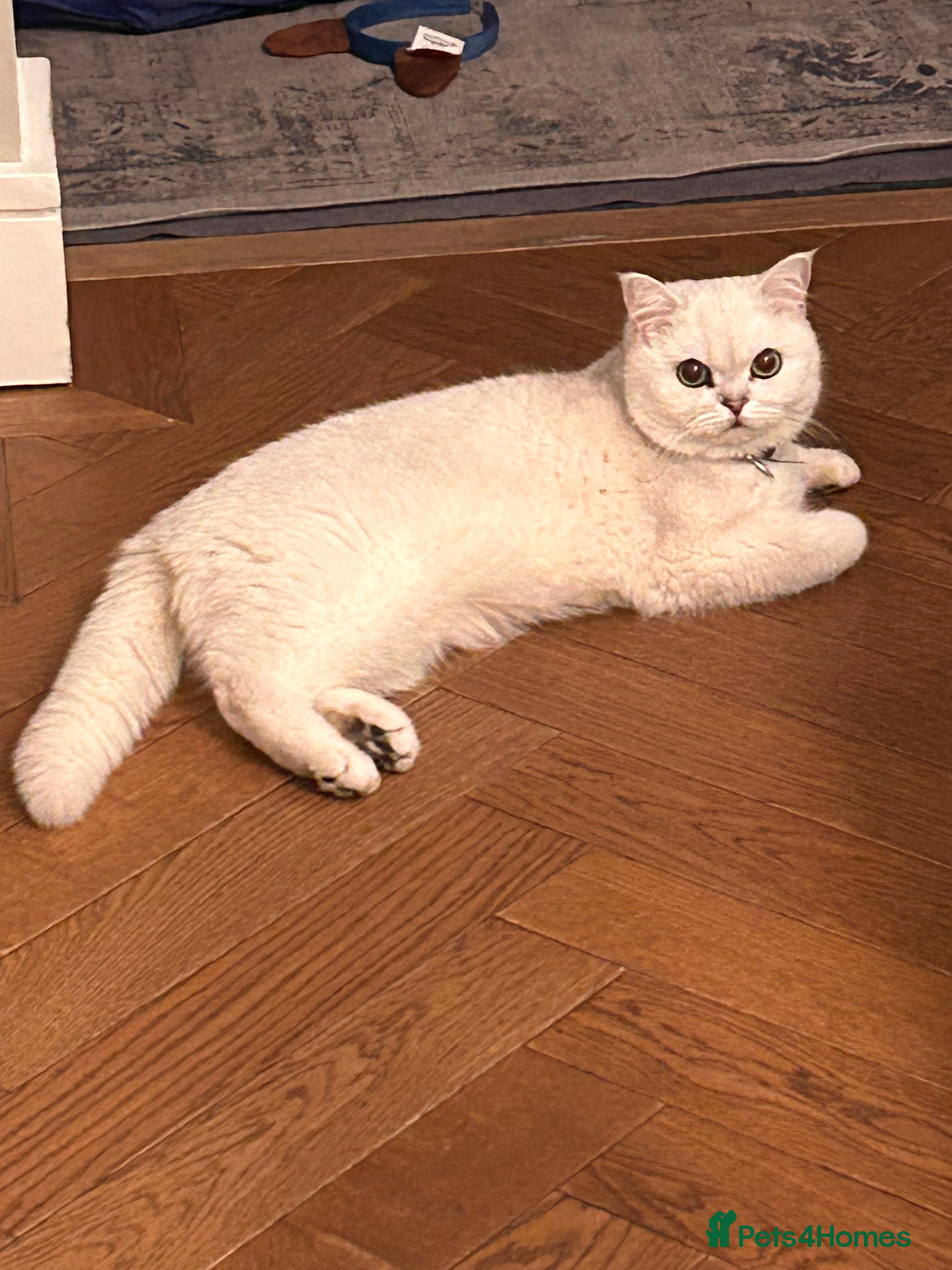 British Shorthair cats Female black tipped British shorthair, 22 months - Advert 1