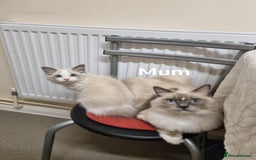 Ragdoll cats for sale: Bicolour ragdoll kittens  - Image 12