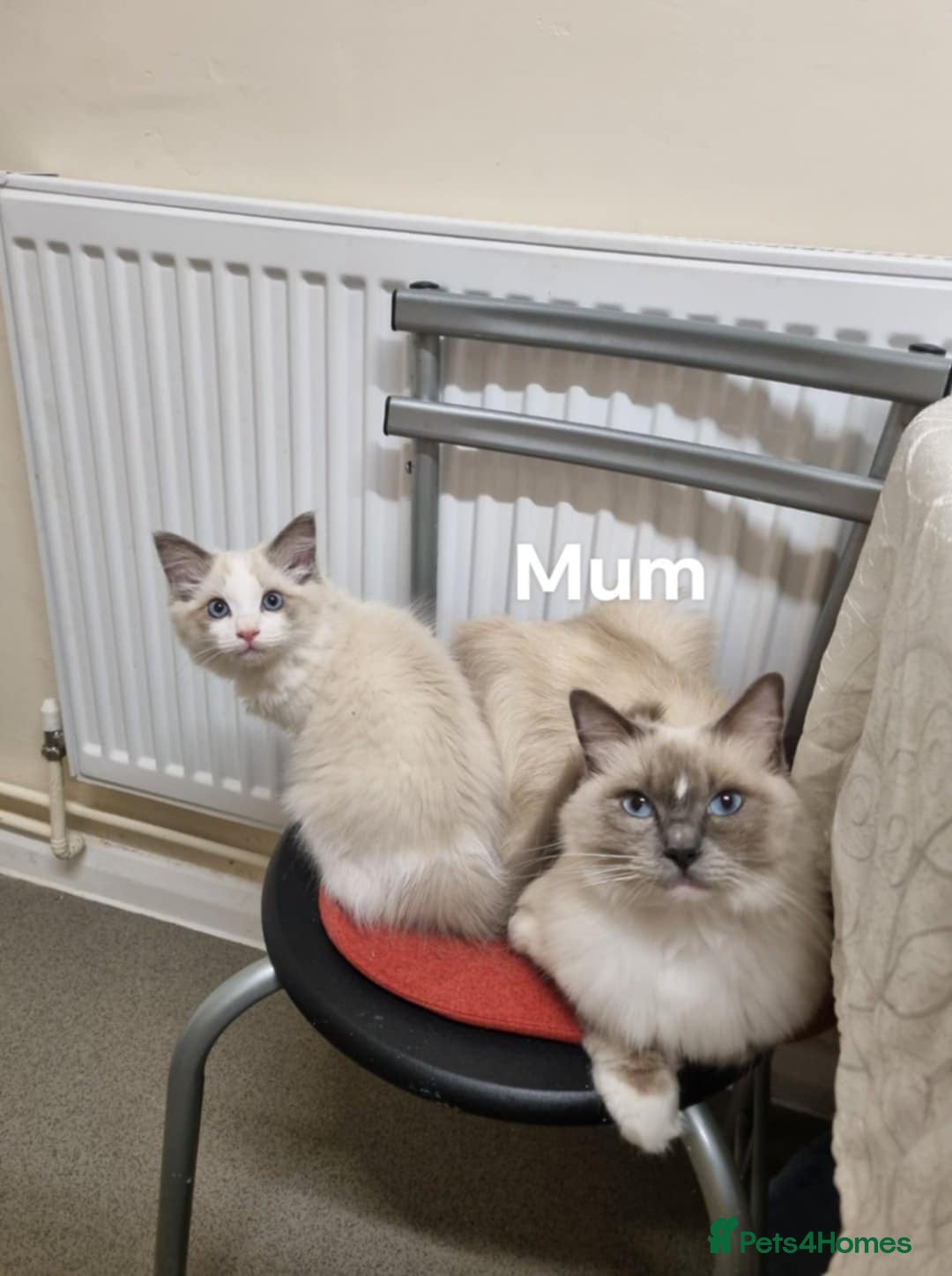 Ragdoll cats for sale: Bicolour ragdoll kittens  - Image 12