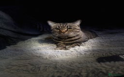 American Shorthair cats for sale: Loki male  - Advert 5