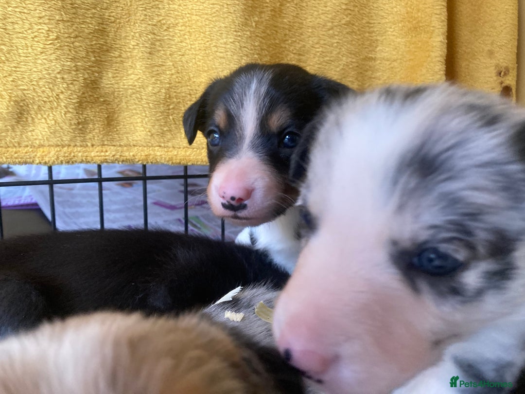 Border Collie dogs for sale: Border Collie Pups Merle, Tri-colour & Blk/wht - Image 7