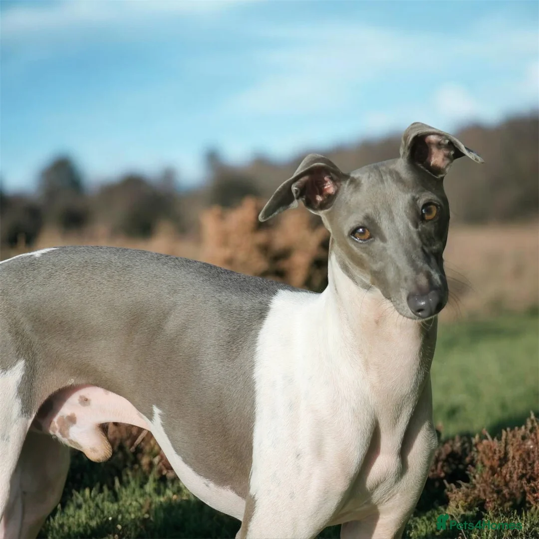 Italian Greyhound dogs for stud: 🤩 Italian greyhound stud dog available 🤩 in Stockton-on-Tees - Advert 2