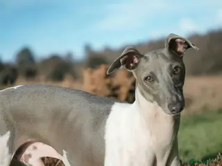 Italian Greyhound dogs 🤩 Italian greyhound stud dog available 🤩 - Advert 3