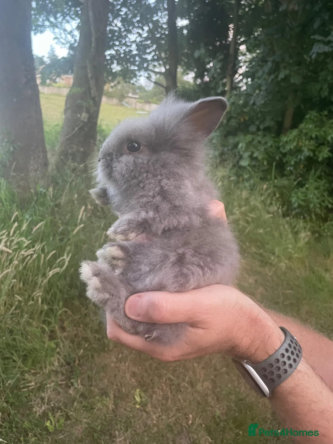 Lionhead rabbits for sale: 🐰 Adorable Lionhead Bunnies for Sale 🐰 - Advert 12