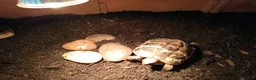 Tortoise reptiles for sale: 18 month old Herman's Tortoise with enclosure - Advert 4