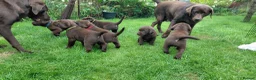 Labrador Retriever dogs for sale: Chocolate Labradors Puppies,Health Tested Parents  - Advert 3