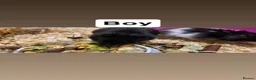 Hamster rodents for sale: Baby Syrian hamsters in Launceston - Advert 2